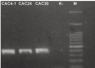 Isolates - CAC4-1, CAC24 and CAC30; negative control - K; marker - M. Slika 6. Amplifikacija DNK fragmenta C. apii izolata sa celera parom prajmera CYLH3F/CYLH3R.