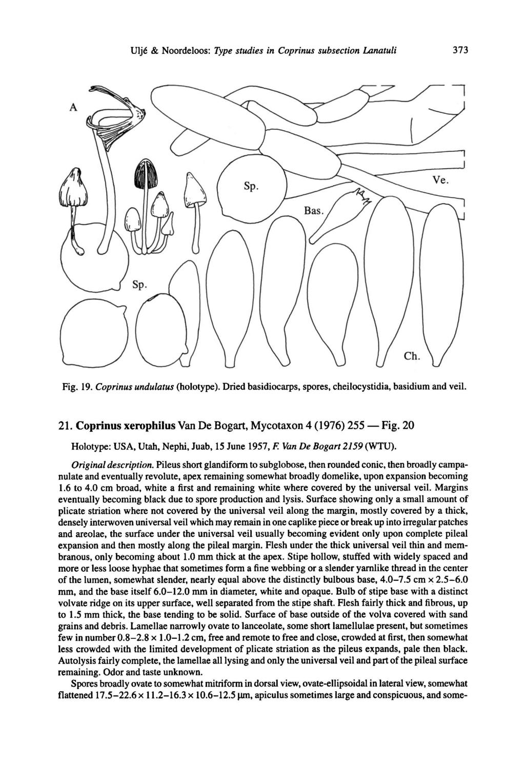 Fig. Ulje & Noordeloos: Type studies in Coprinus subsection Lanatuli 373 Fig. 19. Coprinus undulatus (holotype). Dried basidiocarps, spores, cheilocystidia, basidium and veil. 21.