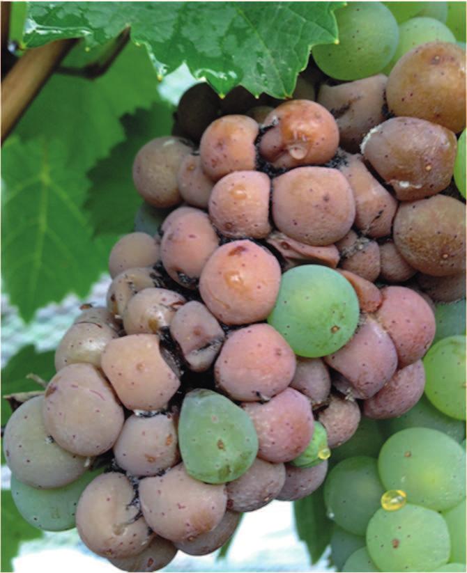 M. HALL et al., SOUR ROT: ETIOLOGY, BIOLOGY, AND MANAGEMENT, PAG. 2 Fig. 3. Pre-harvest sour rot on cv. Riesling. Note coincidental presence of additional black, secondary mold fungi Fig. 4.