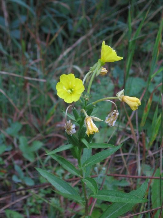 Scattered from Yarmouth to Northumberland Strait. NS to MB, south to OK and FL. Page 704 Oenothera grandiflora Ait.