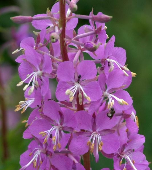 The showy pink to purple flowers are arranged in a terminal raceme. Petals are pointed rather than notched. Capsule is dehiscent, each seed bears a tuft of silky white hairs (coma).