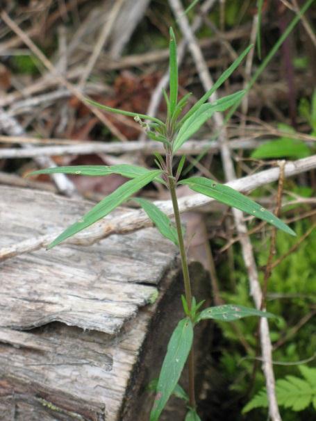 Epilobium leptophyllum Raf. Bog Willow-herb; épilobe leptophylle A leafy freely branching species, the leaves are narrowly lanceolate.