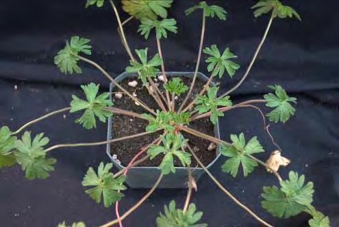 Smallflower geranium