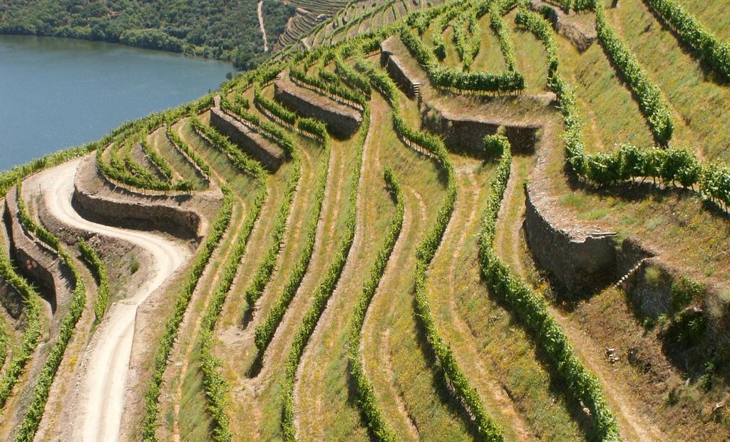 Vegetation of slopes According to Böller et al. (2004), a high potential for a species rich and natural green cover has been found in sloping vineyards, with small-scale terraces.