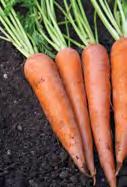 Plant Anatomy and Edible Plant Parts A carrot is the root of the plant.