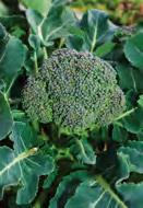 Leaves make food for the plant from sunlight (photosynthesis). Broccoli is the flower of the plant. Flowers attract pollinators (bees, butterflies, moths, flies, hummingbirds) and mature into fruits.