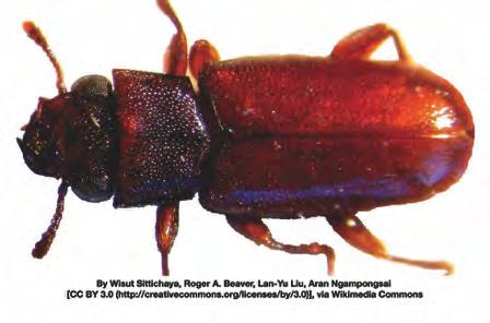 BORA-CARE TECHNICAL BULLETIN: WOOD DESTROYING BEETLES (ALWAYS READ AND UNDERSTAND LABEL DIRECTIONS COMPLETELY BEFORE ANY APPLICATION.