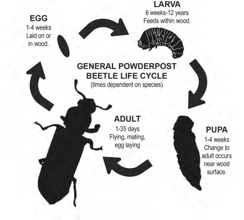 Wood destroying beetles are a major cause of structural damage in homes and other structures. Some beetles attack softwoods, others attack hardwoods and some attack both.