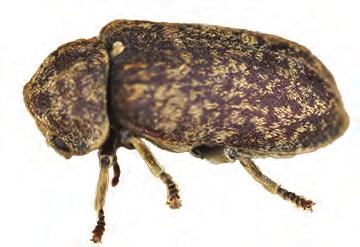 Anobiidae: Anobiid beetles are one of the few beetle species that will attack both hardwoods and softwoods. Anobiid exit holes are round and about 1/8" in diameter.