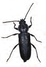 High moisture levels in the wood will speed the development of these beetles and, under favorable conditions. The cycle of re-infestation can occur within one to two years.
