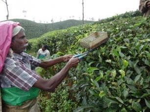 India is thesecond largest producer of tea leaves after china and also in the tea products. The tea beverage consumed large manner across all over India.