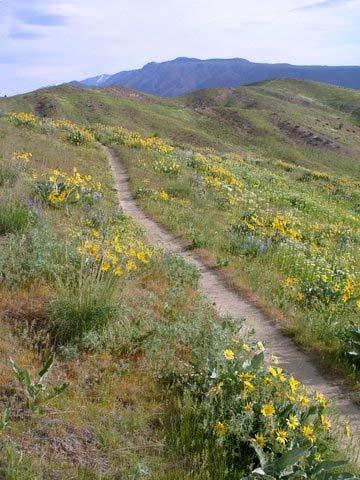 Yes, we re mixing metaphors but this is Wildflowers for Dummies--we can get away with a little witlessness. What else can we get away with?