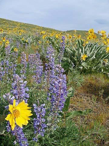 This picture, taken at Five Trail Saddle, shows Balsamroot (yellow) and Lupines (blue). Balsamroots are part of the Sunflower Family or, if you want to put on academic airs, the Compositae Family.