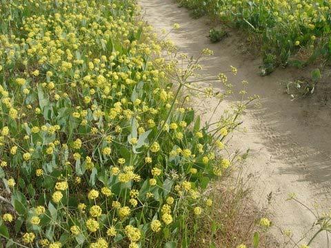 Various species of Desert Parsley (or Lomatium) inhabit our hills.