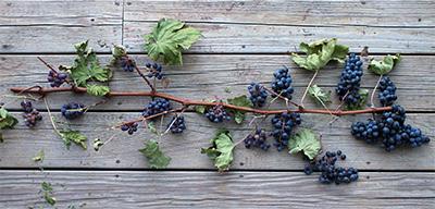 Veraison to Harvest Statewide Vineyard Crop Development Update #6 October 9, 2015 Edited by Tim Martinson and Chris Gerling Around New York.