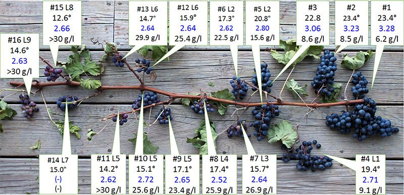 Sixteen Clusters on One Shoot Tim Martinson, Chrislyn Particka, and Chris Gerling I found this Cabernet Franc shoot in a vineyard near Seneca Lake.