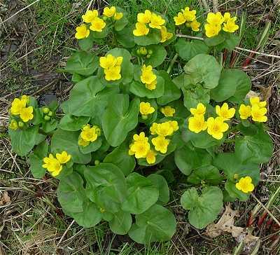 or more tall and consist of five to nine deep yellow "petals" (actually sepals). Marsh marigold does not produce tubers or bulblets, nor does it form a continuous carpet of growth.