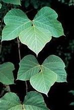 Leaves are alternate and compound with 3 broad leaflets they may be