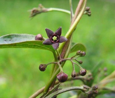 purple five-petaled star shaped flowers Slender milkweed-like