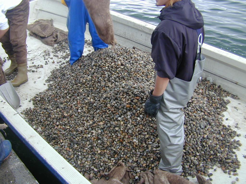 Okoshi surveyed NIS with imported manila clam from China to Miyagi