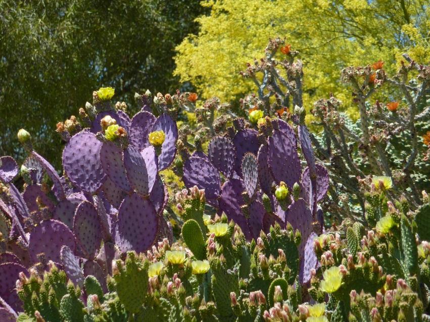 PROJECT DESCRIPTION: A several acre public demonstration, research and education garden facility to focus on the 200+ species of Opuntia and related genera (collectively known as Opuntioids), as well