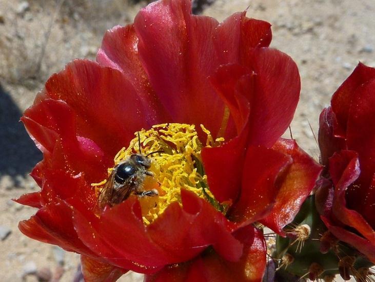 POLLINATOR GARDEN Many animals and insects rely on Opuntioid species, and the cacti rely on these critters for pollination services.