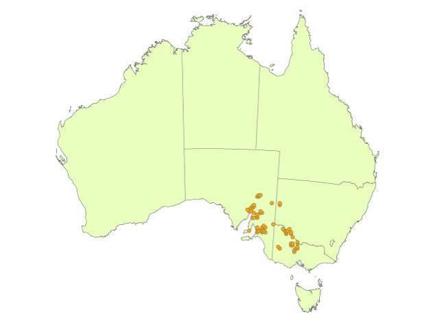 2.2 The current situation Opuntioid cacti have naturalised in all jurisdictions except Tasmania and the ACT.