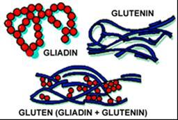 Gluten properties What is the gluten network? Gluten is the allergenic proteins of wheat flour. Wheat flour: 10.5-13% proteins Main proteins: gliadin and glutenin.