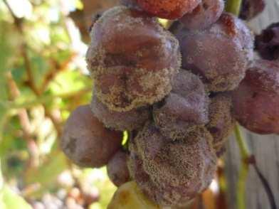 Rotten grape berries also contain laccase enzymes that further catalyze oxidation of polyphenols to brown-colored quinones.
