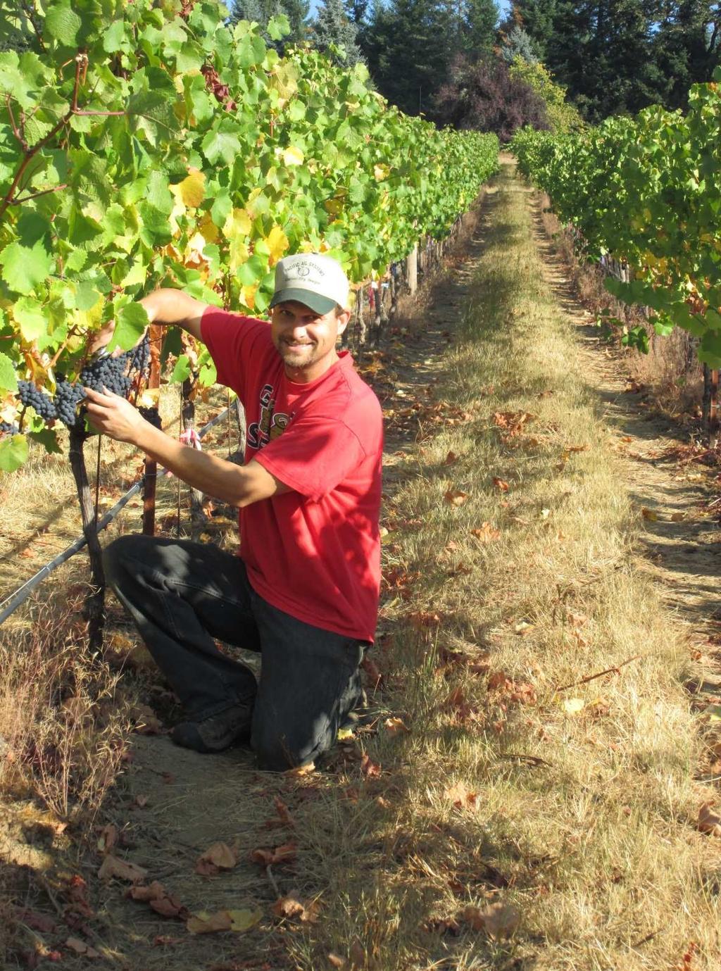 OSU Woodhall Vineyard A place where research and education meet. Photo Courtesy of S. Laverty Photo Courtesy of D.