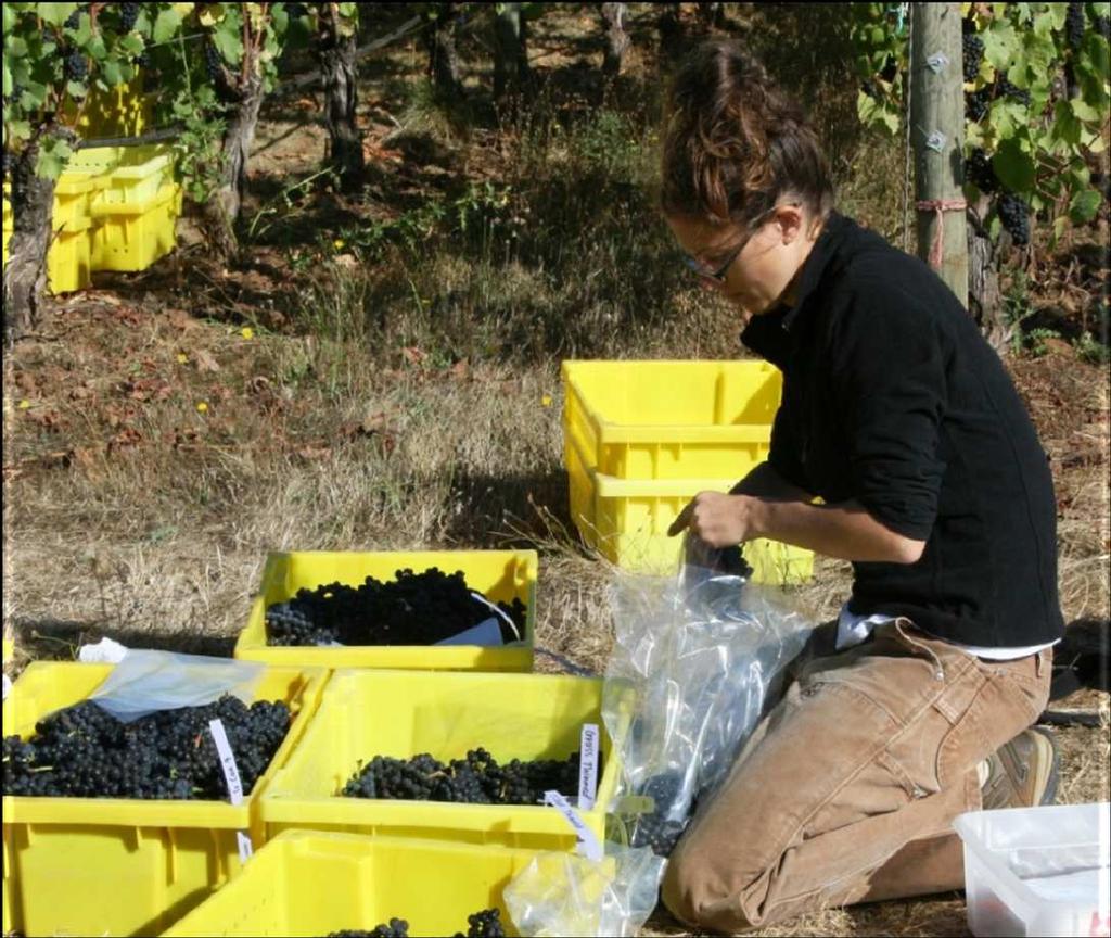 Estate Vineyard investigating the impact of vine