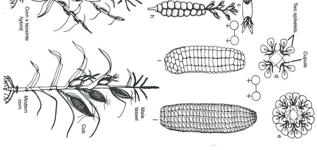 Modern corn is morphologically different from