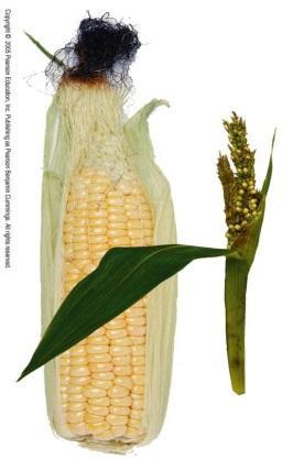 parviglumis) is the closest wild relative of cultivated corn,zea mays 