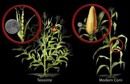 Zea mays subspecies mays Zea mays subspecies parviglumis Corn was initially domesticated