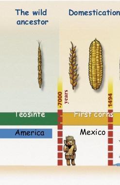 Phytoliths found in Mexico show that corn was cultivated almost 9000 years ago.