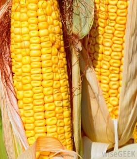 S. grew flint and dent corn, but in 1812 two varieties