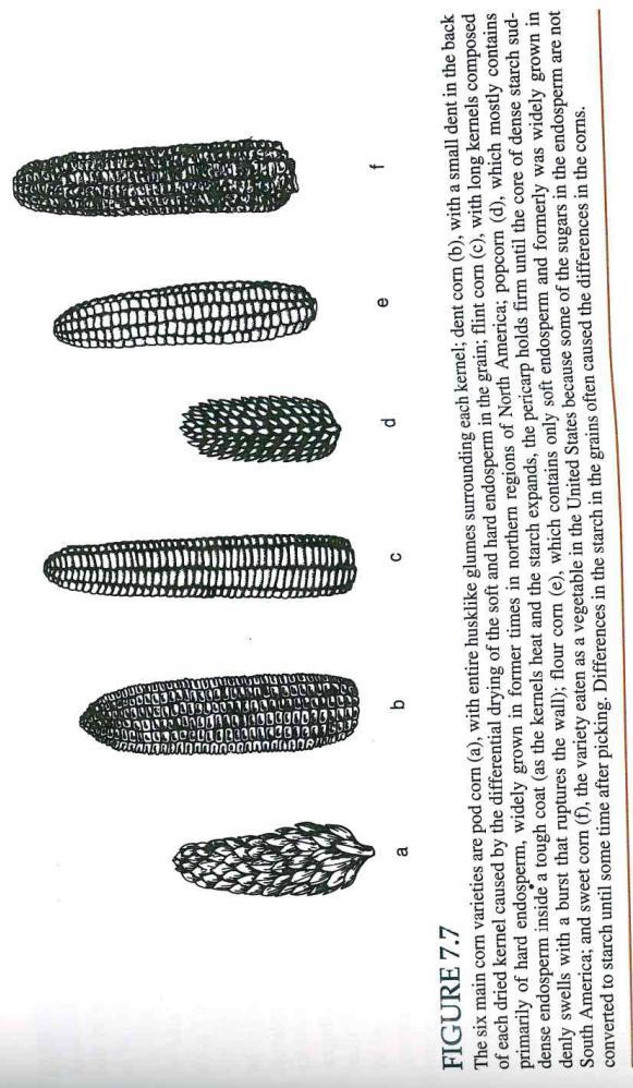 This hybrid is the ancestor of modern Corn Belt dent corn.