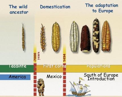 to sweet eating corn and high-yield field corn.