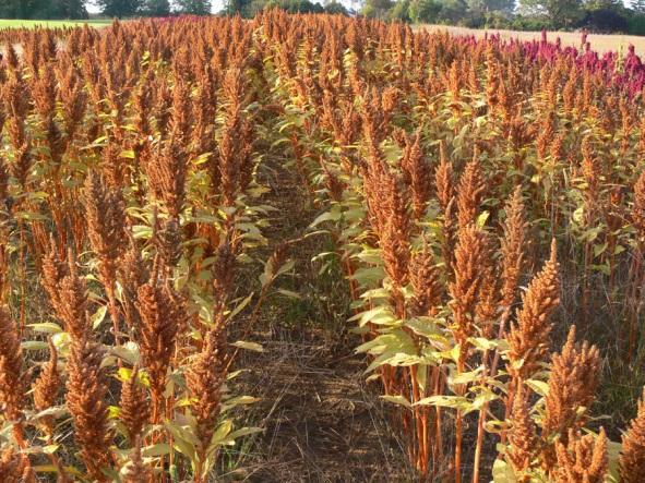 New World Grains Amaranth and quinoa are not members of