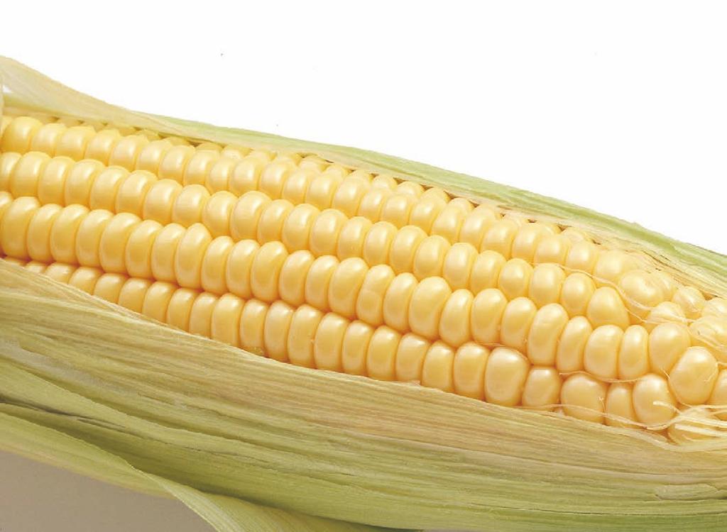 274 Part II: Encyclopedia of Foods grains native to the Western Hemisphere, where it has been cultivated for centuries. In Europe, the word corn is the common term used to describe many cereal grains.