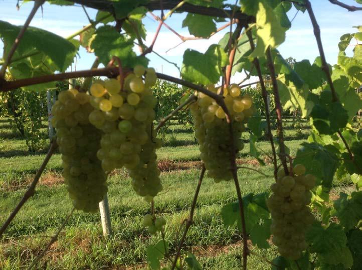 OARDC Vineyard Update by David Scurlock, OSU/OARDC Viticulture Outreach Specialist Grape Phenology: September 29th, NY76.0844.