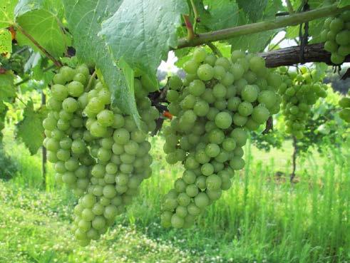 Chardonel clusters and berries are sizing