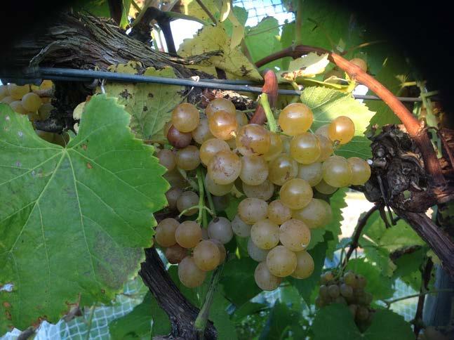 The Traminette have a wonderful flowery gewurztraminer like flavor due to