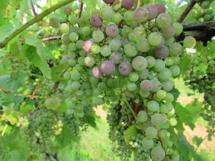 Frontenac flavors are present but we would like to let the grapes hang until the acid levels go