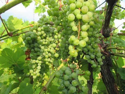 Frontenac gris is typically a little lower in acidity than