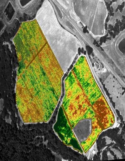 row and direction afternoon can NDVI cause images) apparent changes in vigor at specific