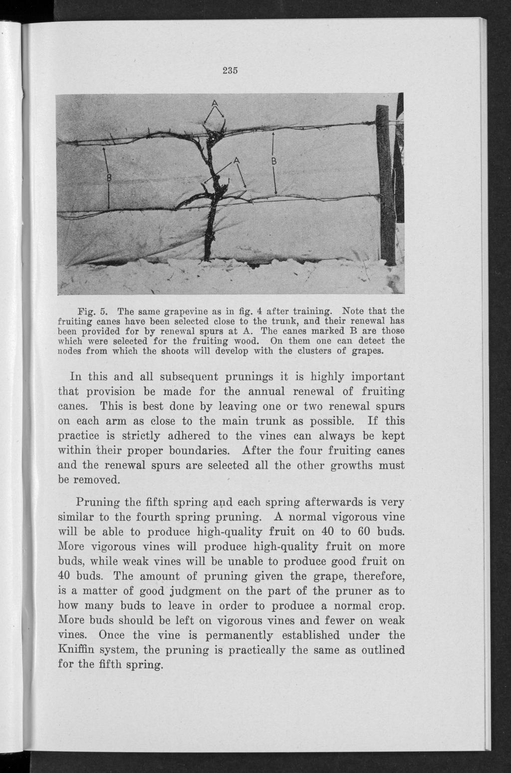 Edgecombe and Maney: Grape training and pruning in Iowa 235 Fig. 5. The same grapevine as in fig. 4 after training.