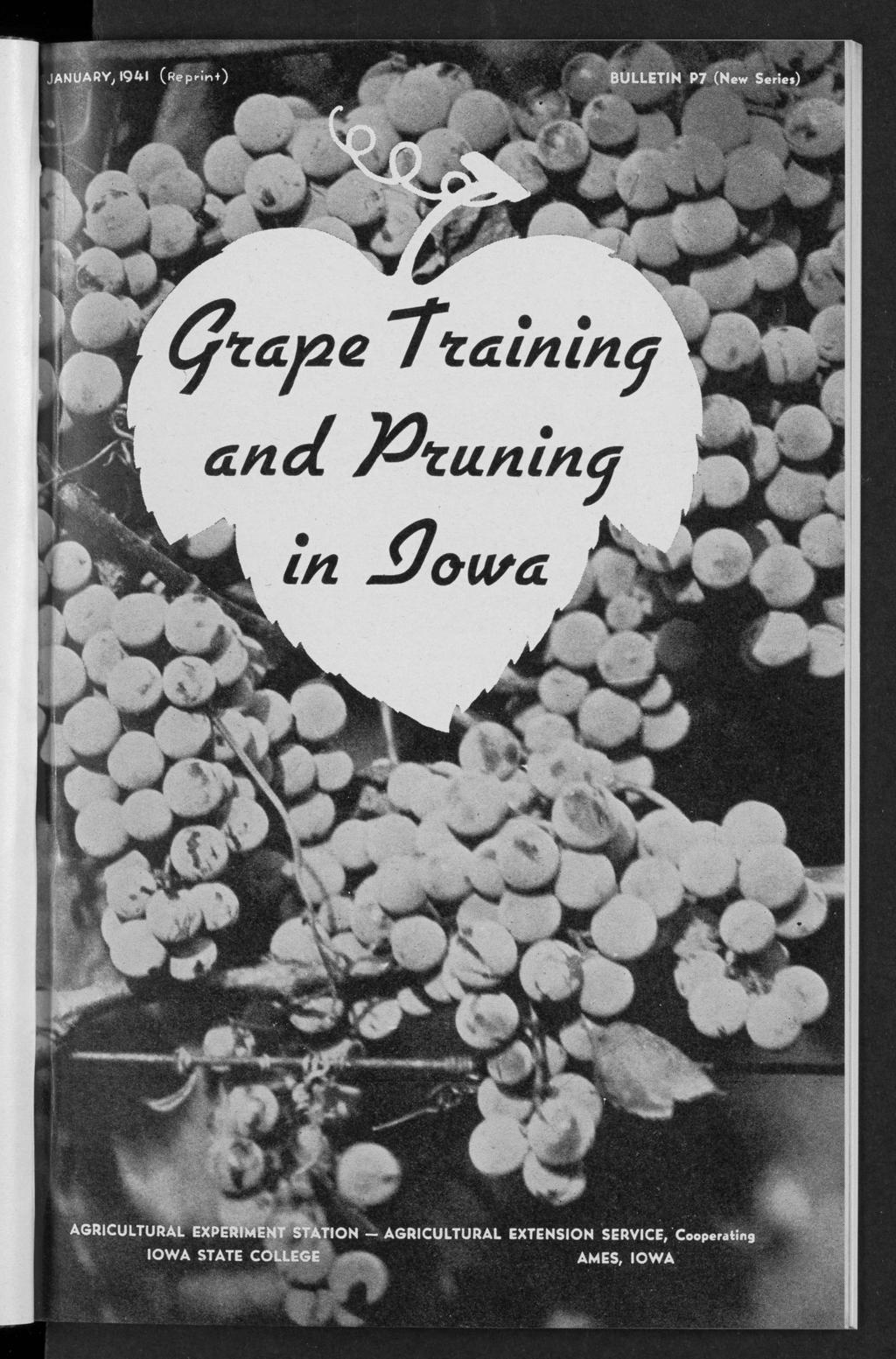 JANUARY, 1941 ( «f p r m O Edgecombe and Maney: Grape training and pruning in Iowa