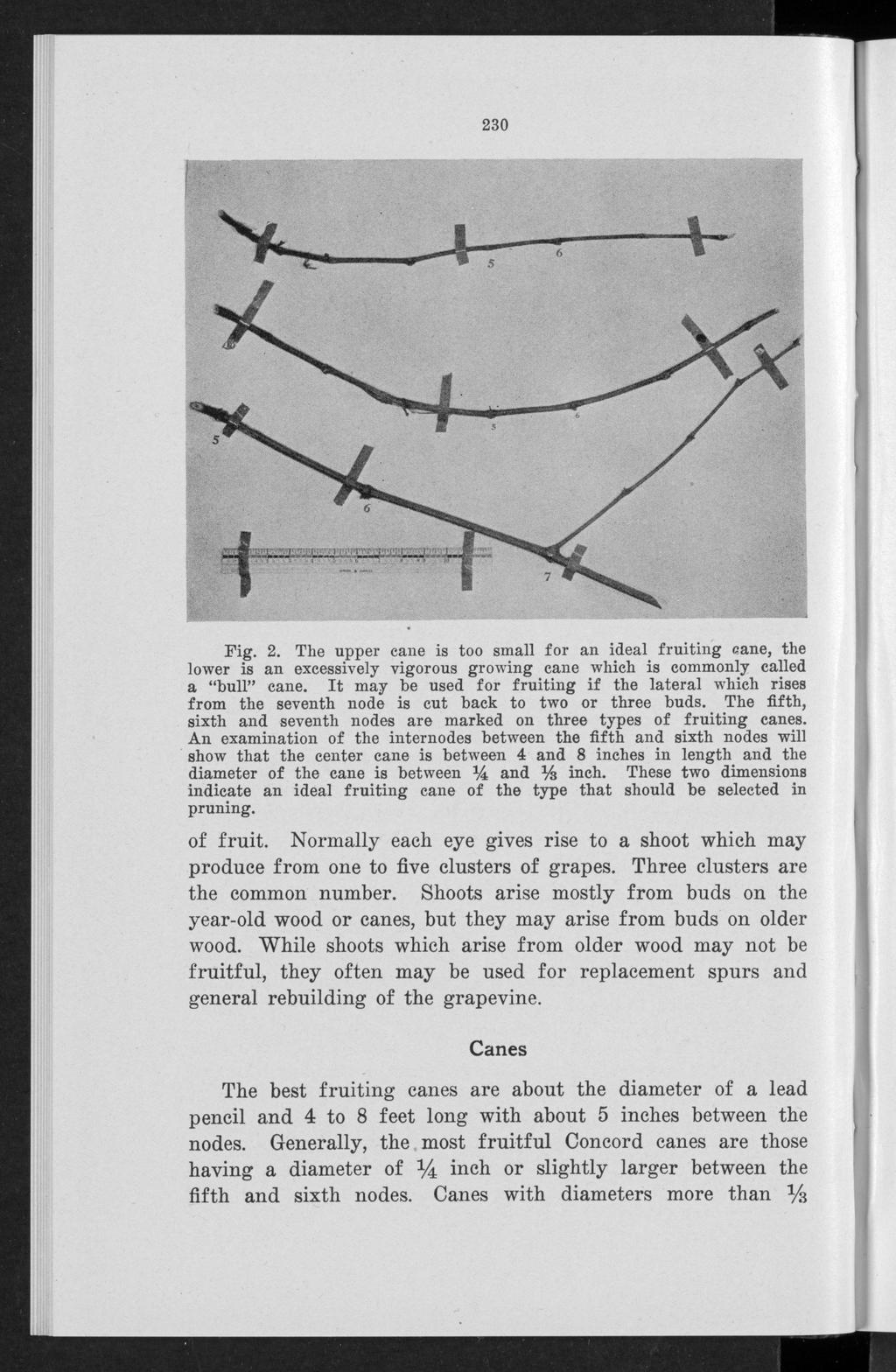 Bulletin P, Vol. 1, No. 7 [1941], Art. 1 230 Fig. 2. The upper eane is too small for an ideal fruiting cane, the lower is an excessively vigorous growing cane which is commonly called a bull cane.
