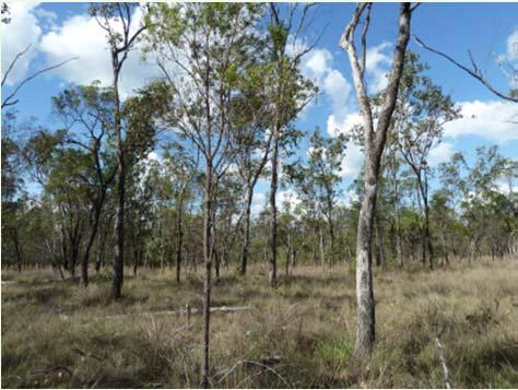 Habitat features present within the geotechnical locations include dense groundcover vegetation and woody debris, which would supply habitat value for smaller species such as rodents and lizards, and